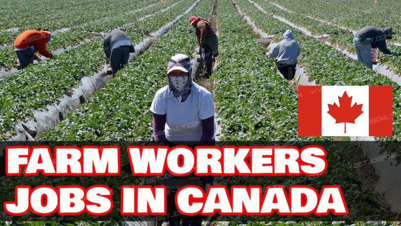 Apply Now: Farm Worker Jobs In Canada With Visa Sponsorship